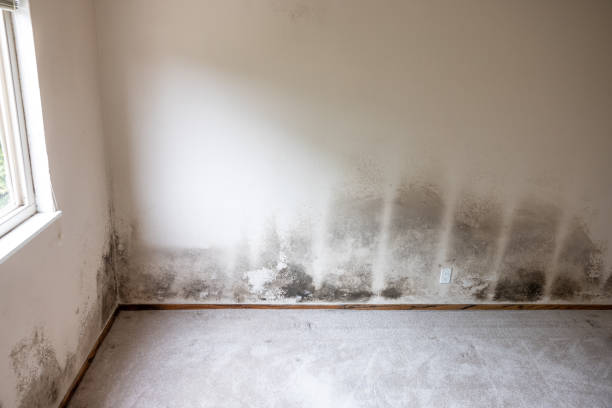 Environmental Consulting for Mold Prevention in Camp Verde, AZ